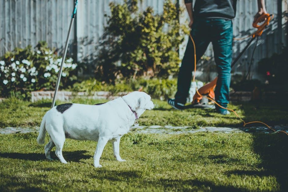 A person engaged in lawn maintenance in a residential garden during daytime, wearing blue jeans and a dark top, using a string trimmer to cut grass along a pathway bordered by garden beds with lush gr
