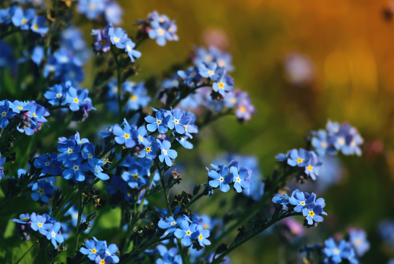 Enhance Outdoor Ambiance and Security With Tall-Potted Plants Chosen for Privacy